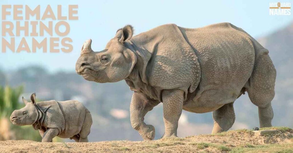Female Rhino Names