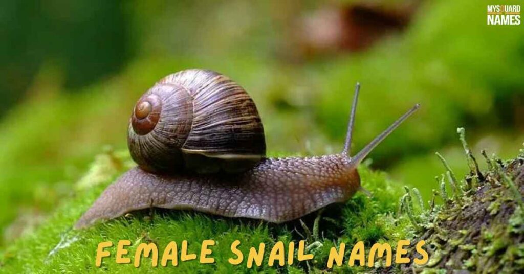 Female Snail Names