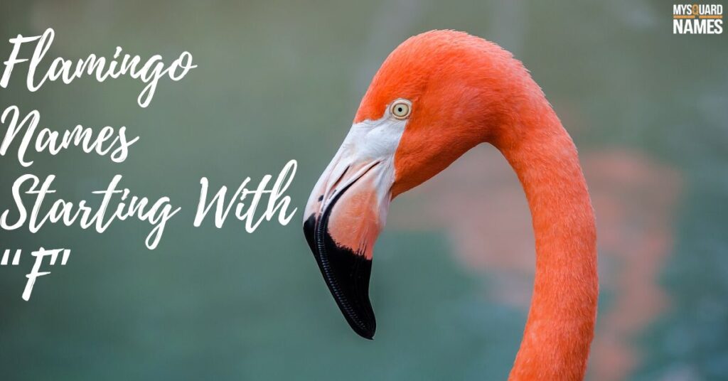 Flamingo Names Starting With “F”