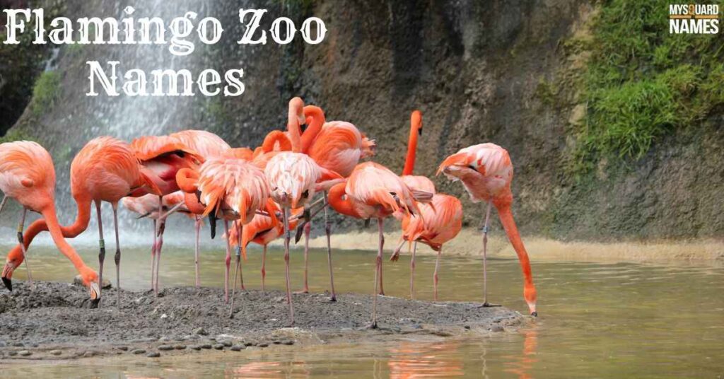 Flamingo Zoo Names