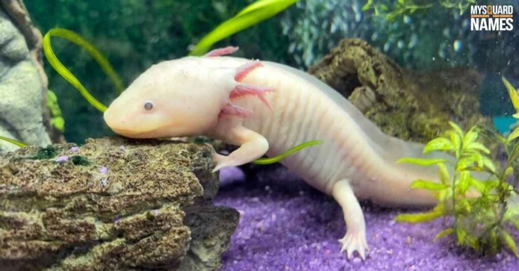 Food-Inspired Axolotl Names