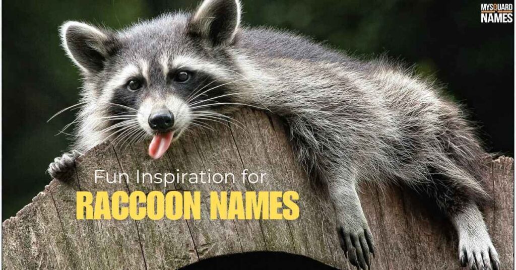 Fun Inspiration for Raccoon Names