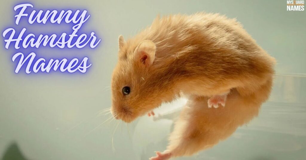 Hamster-Names