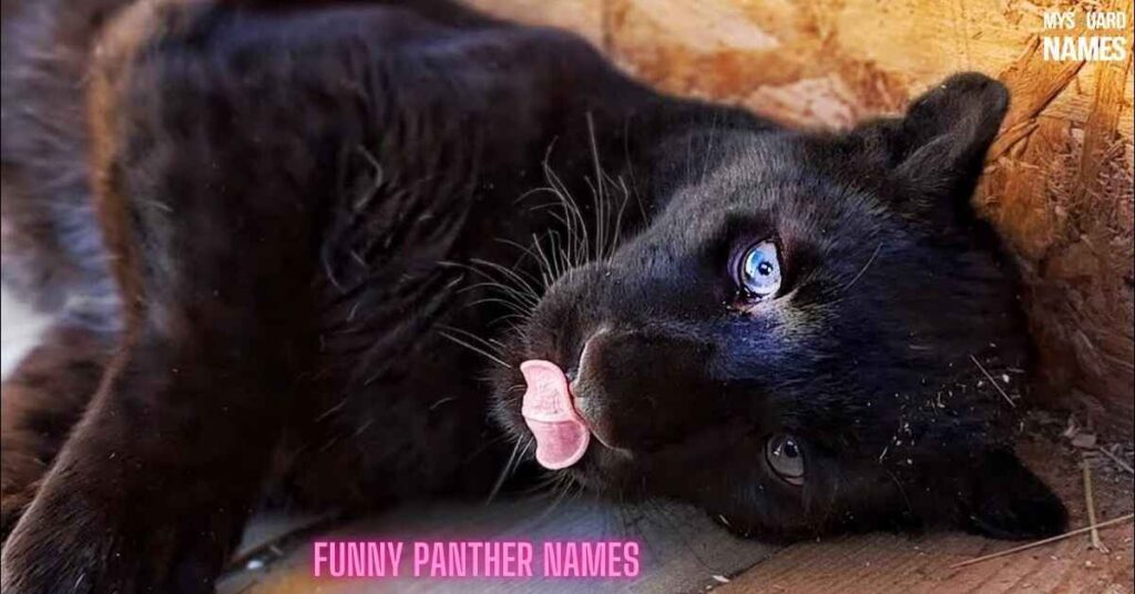 Funny Panther Names