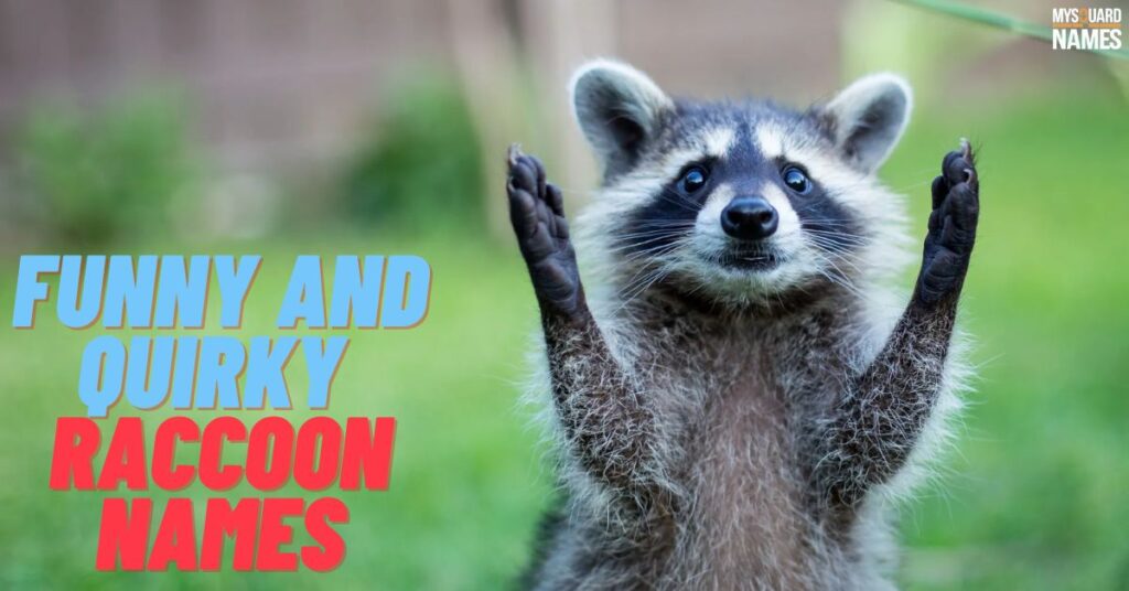 Funny and Quirky Raccoon Names