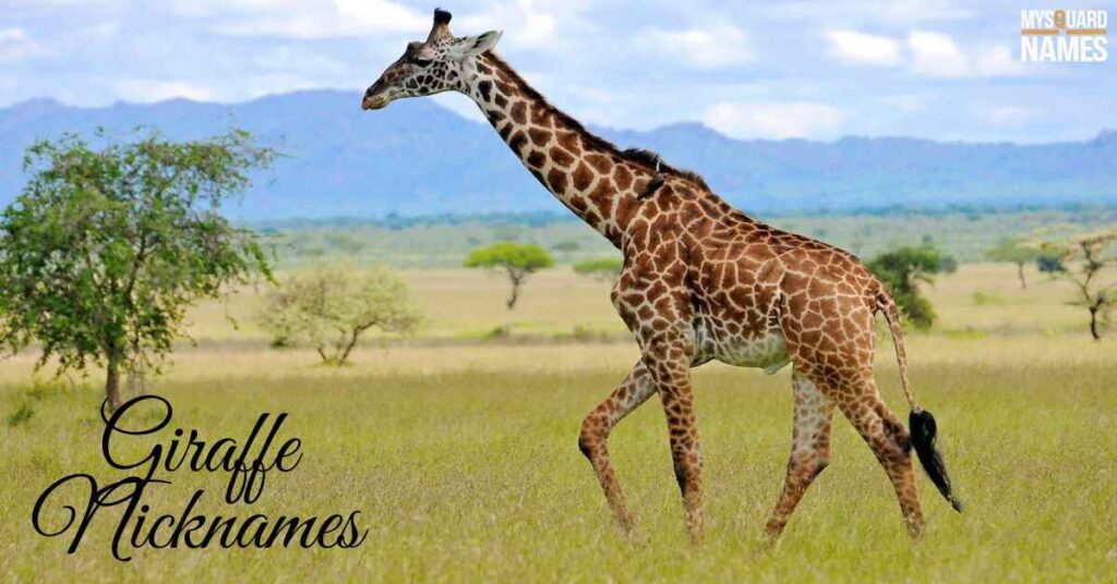 Giraffe Nicknames