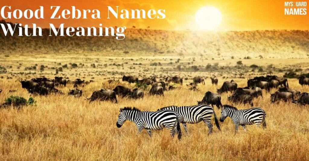 Zebra-Names 