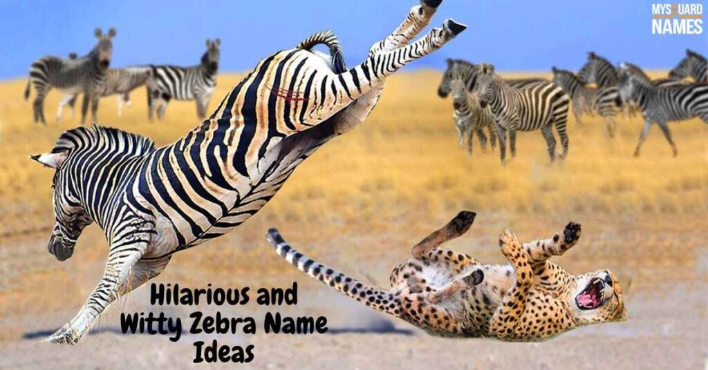 Hilarious and Witty Zebra Name Ideas