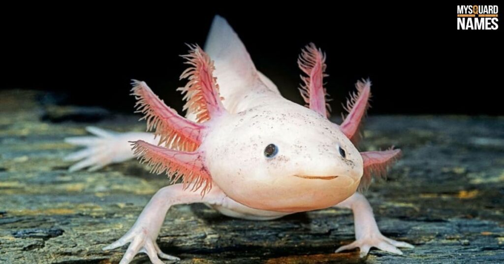 How to Choose the Perfect Name for Your Axolotl