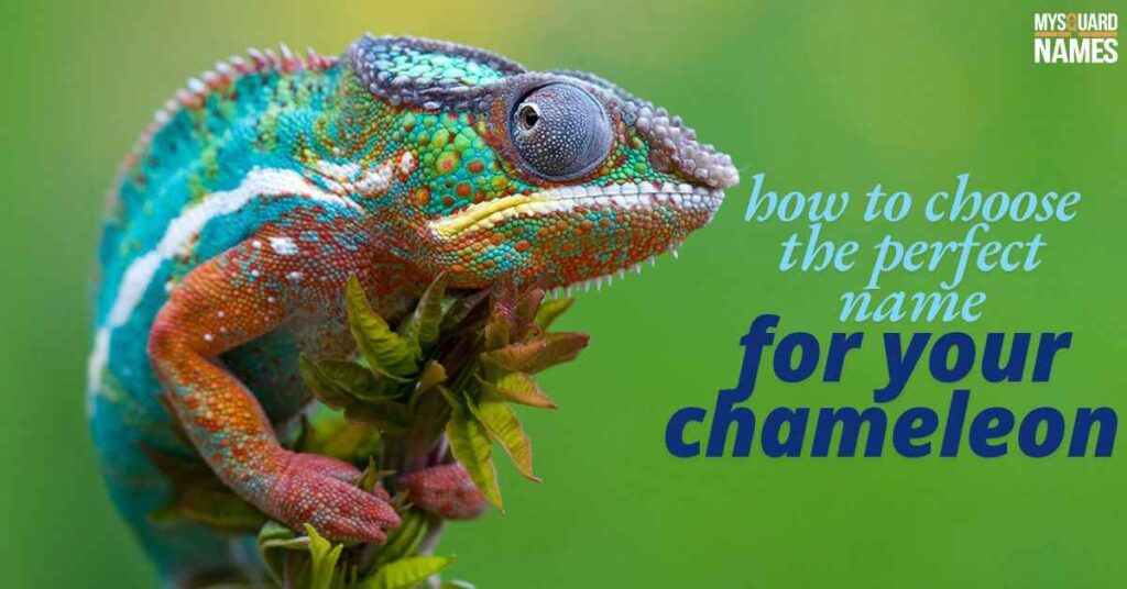 How to Choose the Perfect Name for Your Chameleon