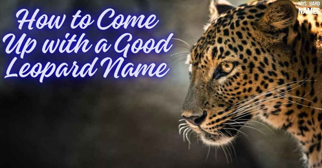 How to Come Up with a Good Leopard Name