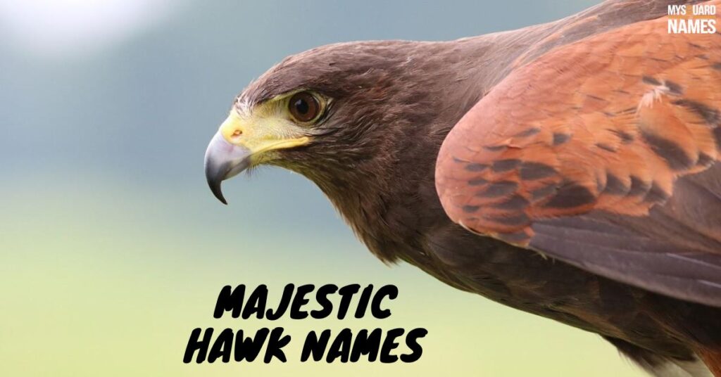 Majestic Hawk Names