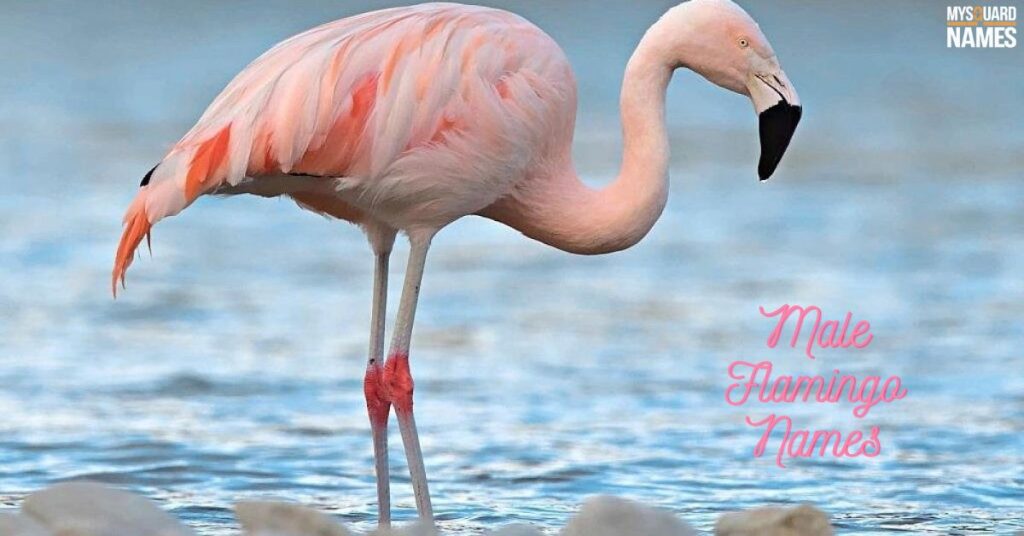 Male Flamingo Names