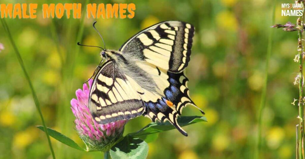 Male Moth Names