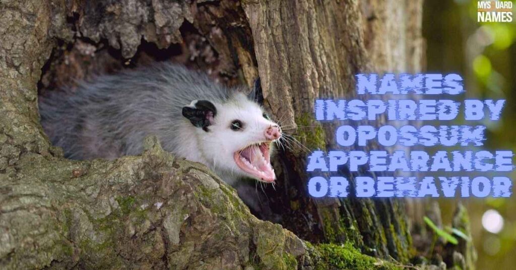 Names Inspired by Opossum Appearance or Behavior