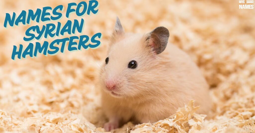 Names for Syrian Hamsters