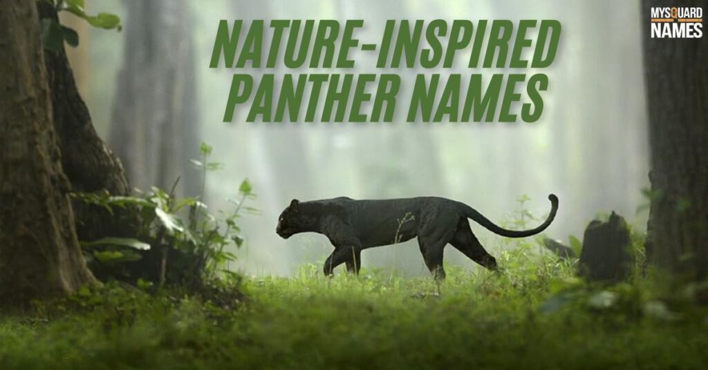  Panther-Names