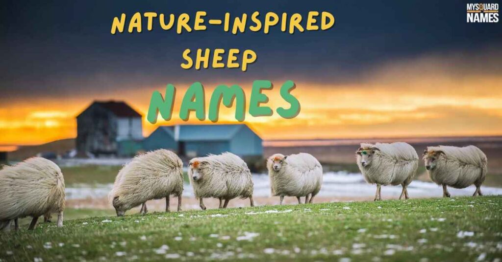 Nature-Inspired Sheep Names