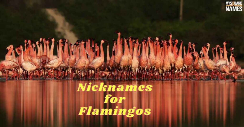 Nicknames for Flamingos