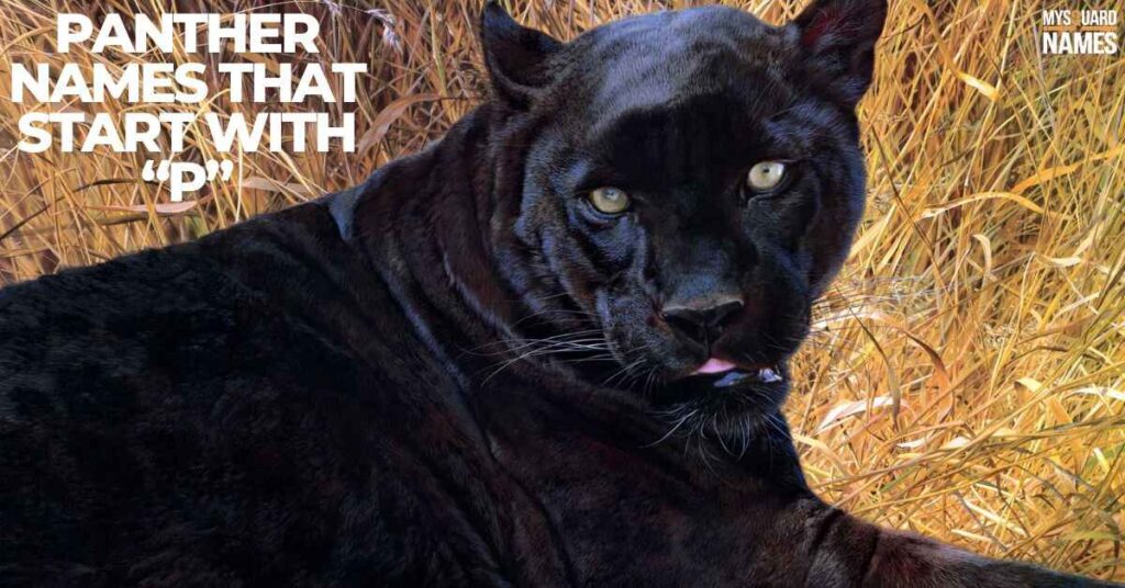 Panther Names that Start with “P”