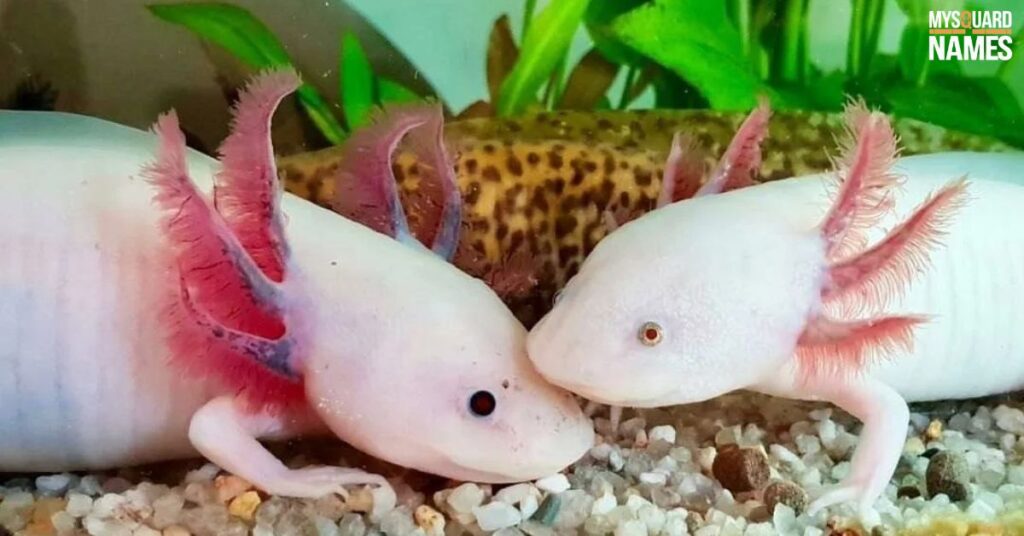 Pink Axolotl Names