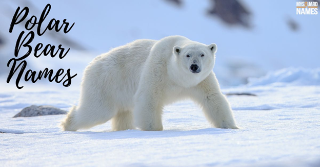 Polar Bear Names Generator [230+ Ideas With Meaning]