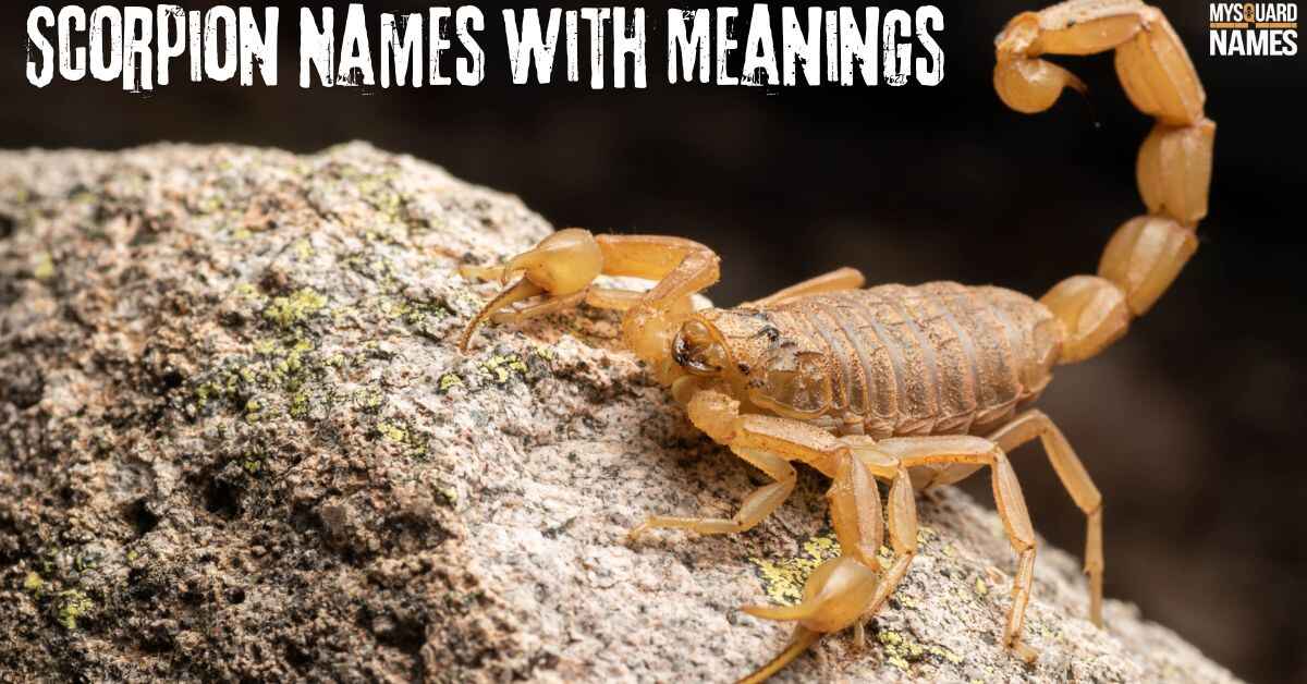 Scorpion Names With Meanings [220+ Fun Ideas]