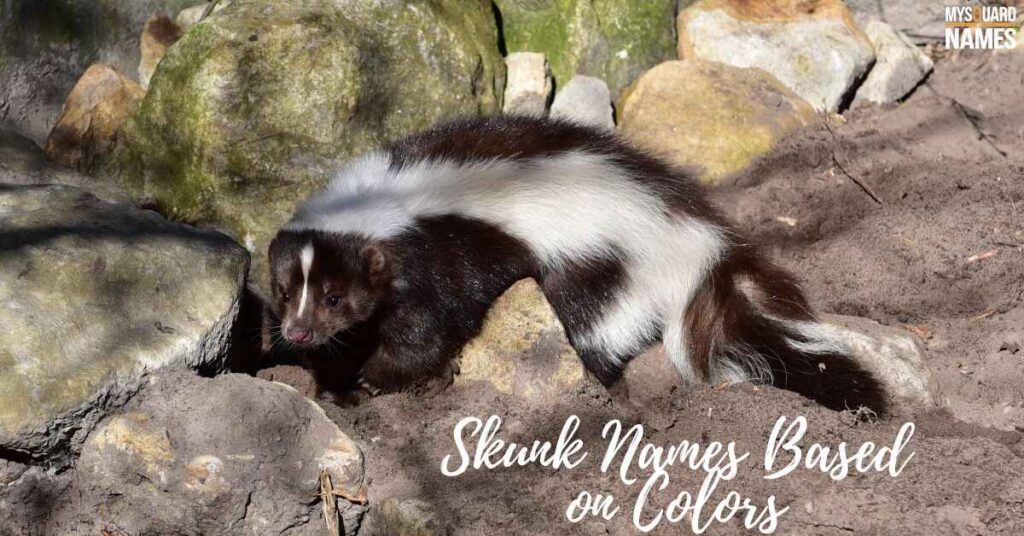 Skunk Names Based on Colors