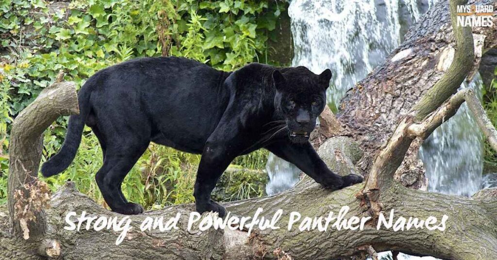 Strong and Powerful Panther Names