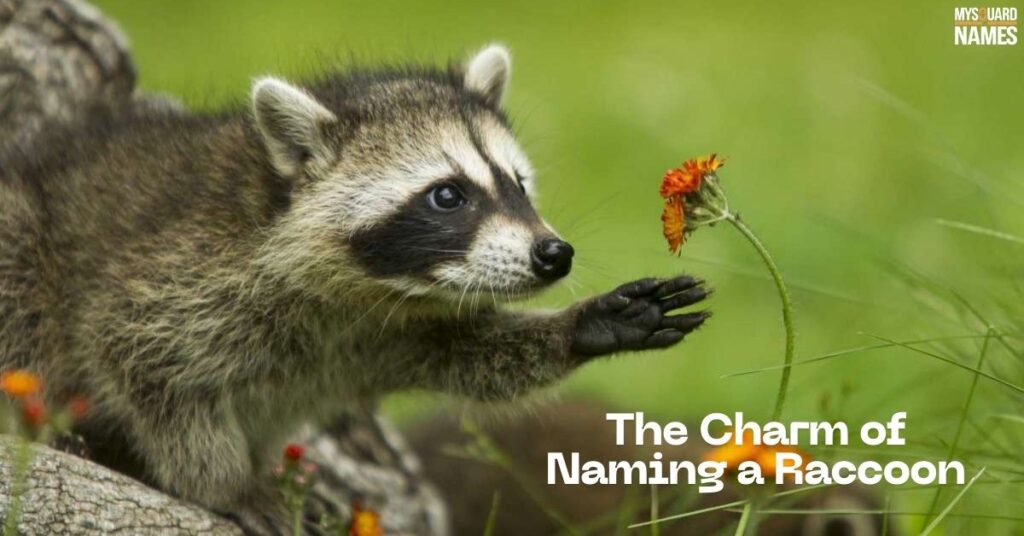 The Charm of Naming a Raccoon