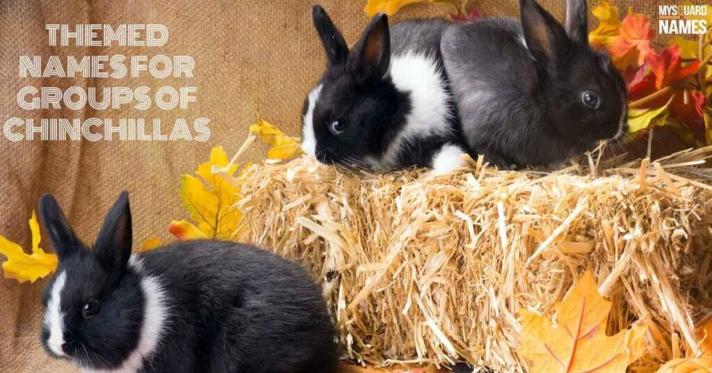 Themed Names for Groups of Chinchillas