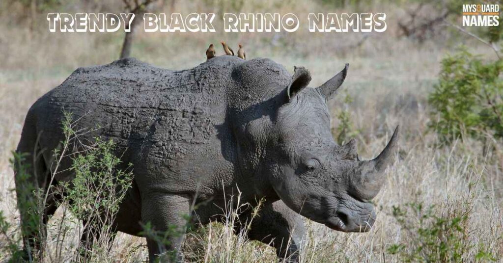 Trendy Black Rhino Names