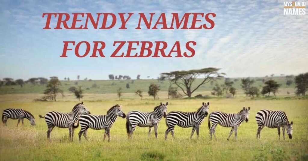 Trendy Names for Zebras