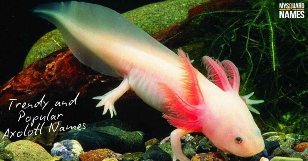 Trendy and Popular Axolotl Names