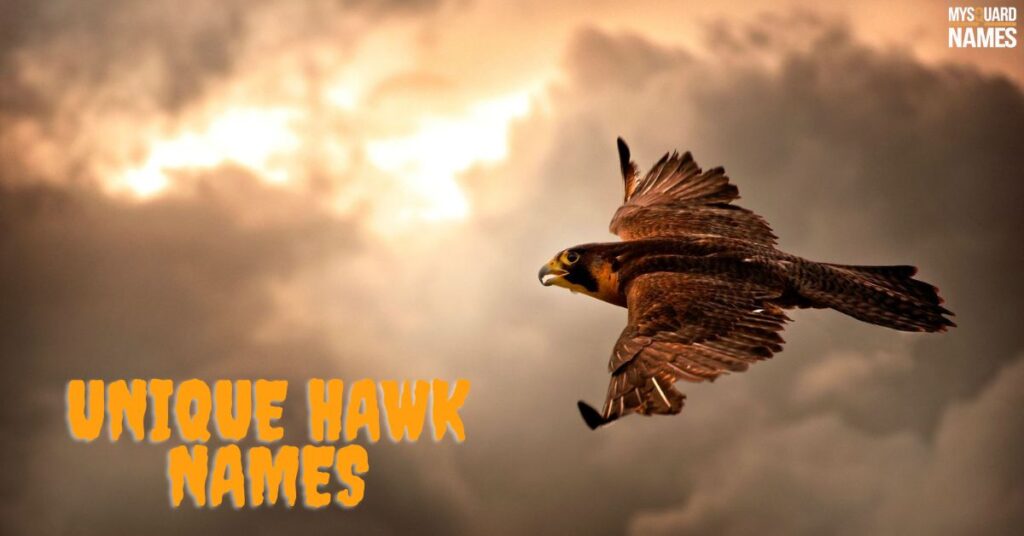 Unique Hawk Names