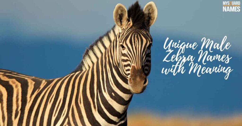 Unique Male Zebra Names with Meaning