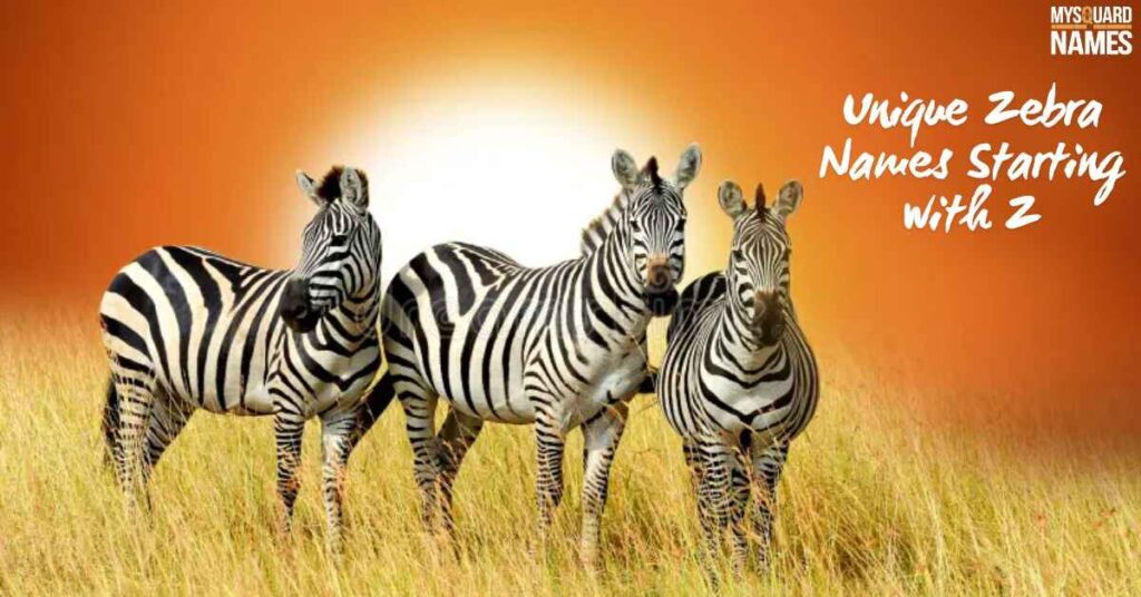 Unique Zebra Names Starting with Z