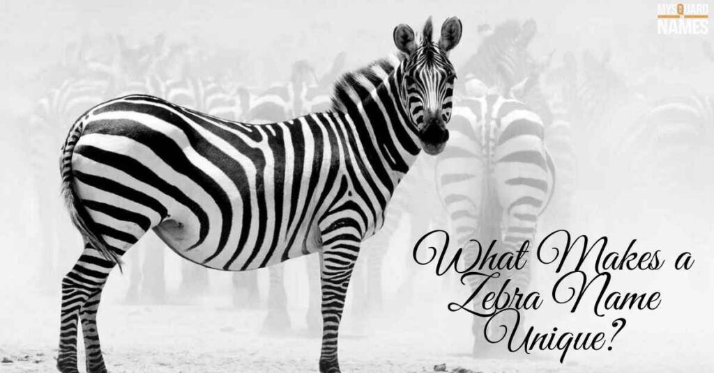 What Makes a Zebra Name Unique