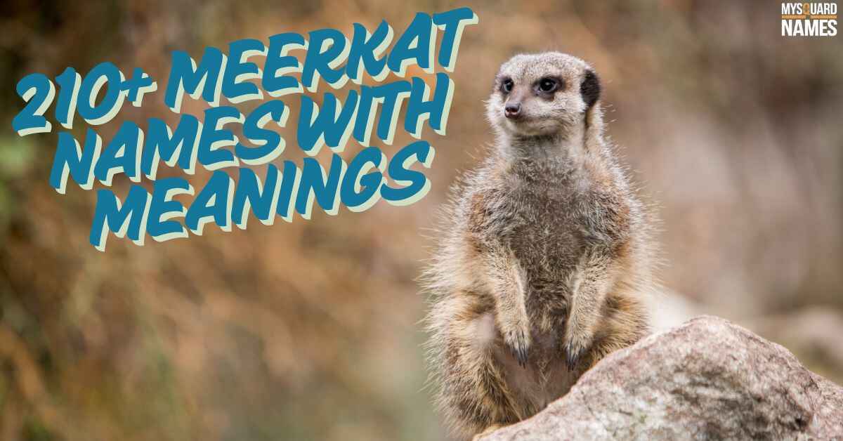 210+ Meerkat Names With Meanings [Cute Ideas