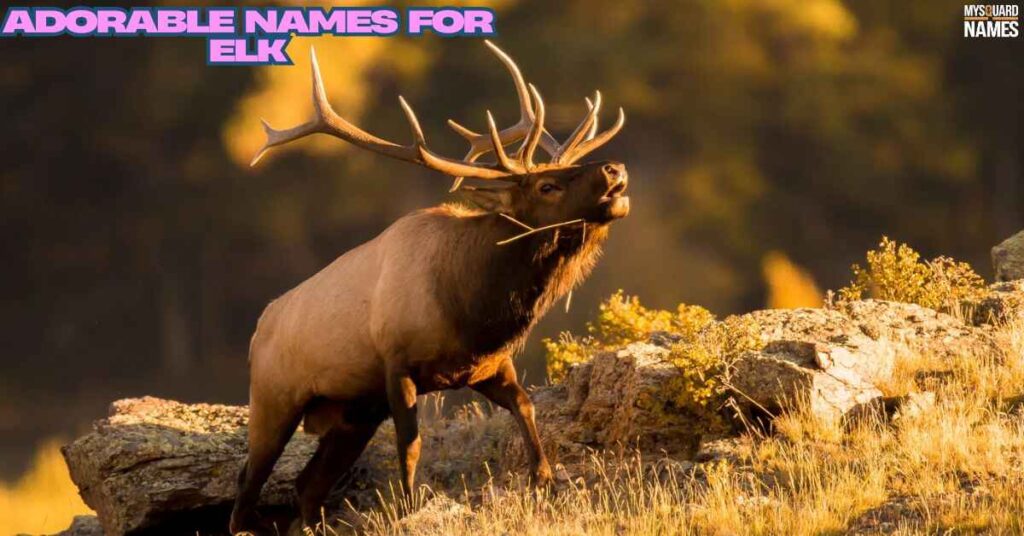 Adorable Names for Elk