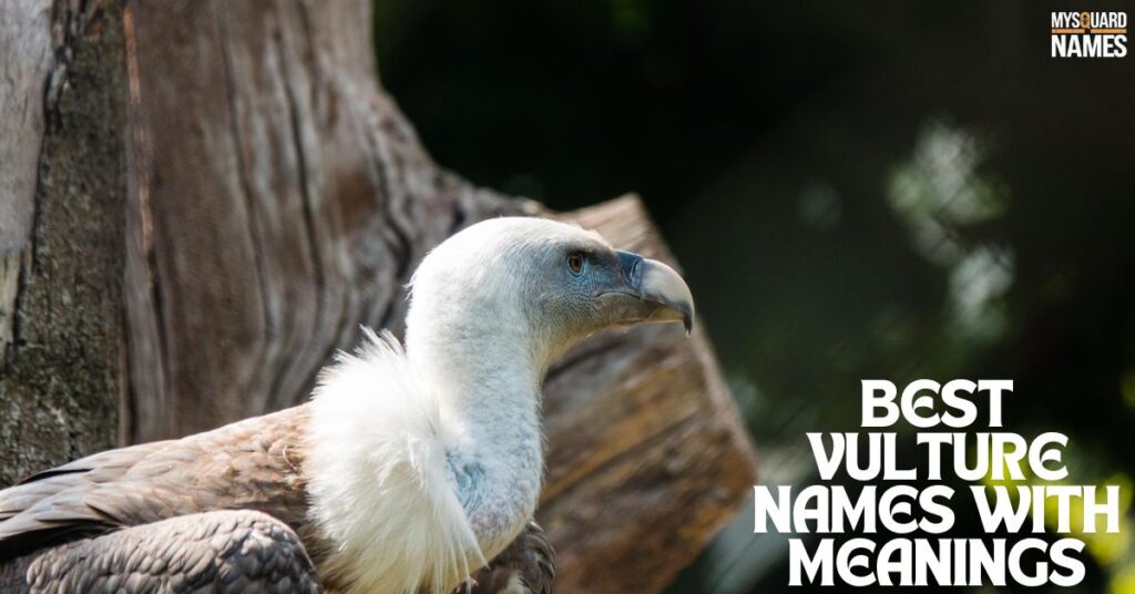 Vulture-Names