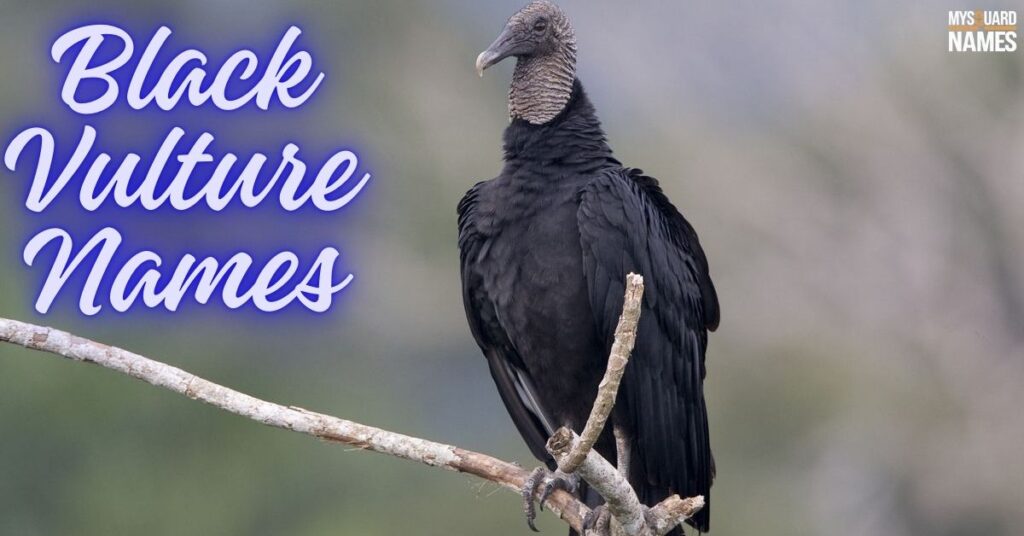 Black Vulture Names