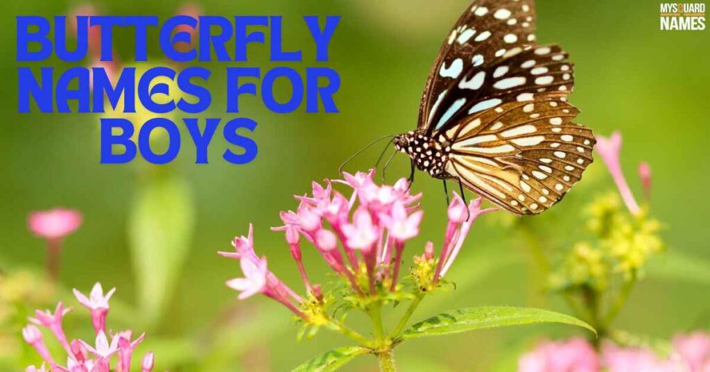 Butterfly Names for Boys