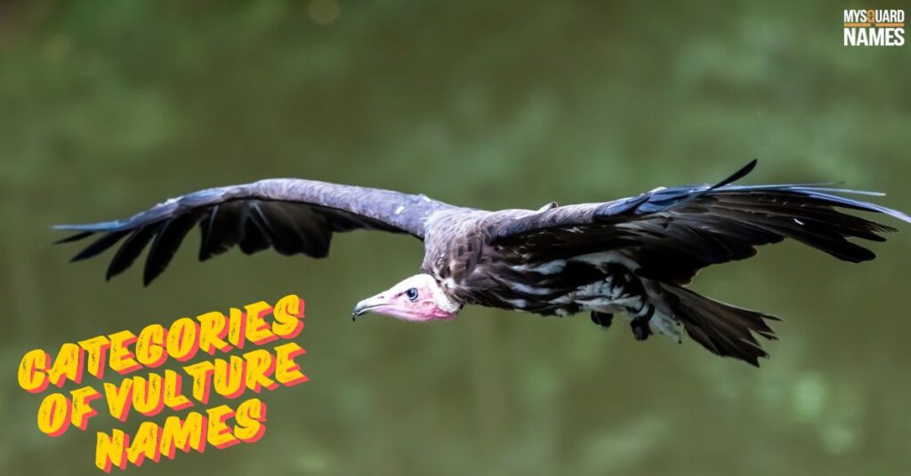 Categories of Vulture Names