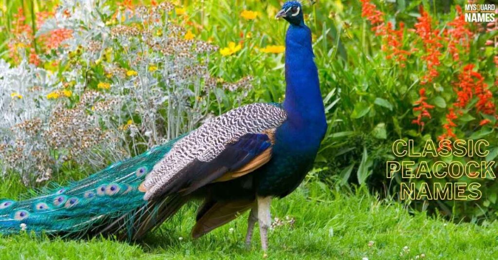 Classic Peacock Names