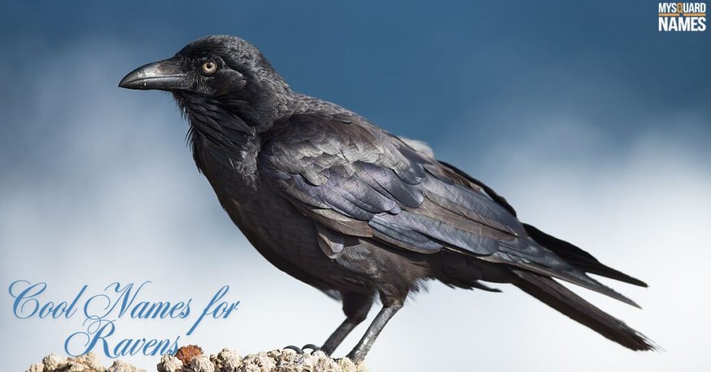 Cool Names for Ravens
