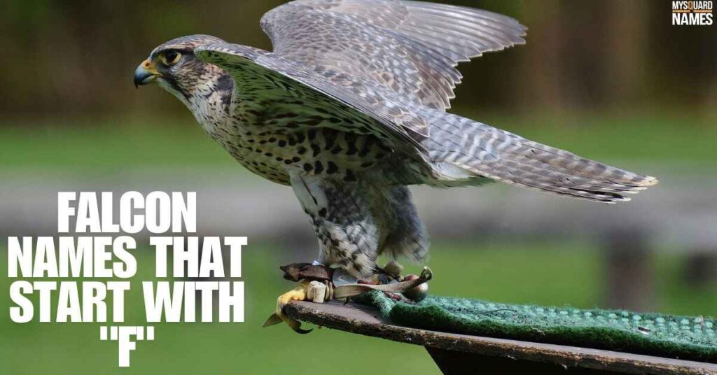 Falcon Names That Start With