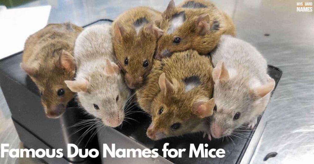 Famous Duo Names for Mice