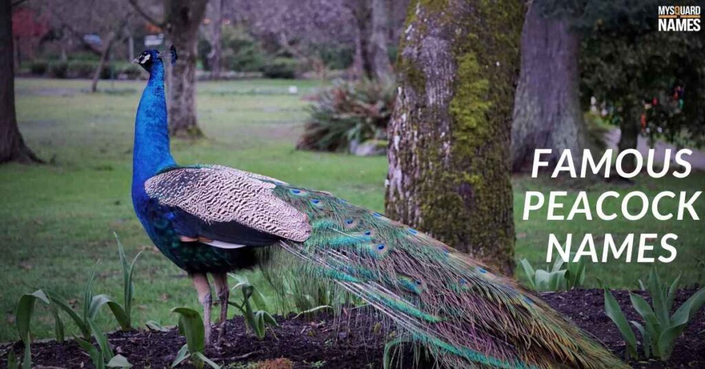Famous Peacock Names