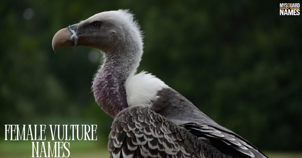 Female Vulture Names
